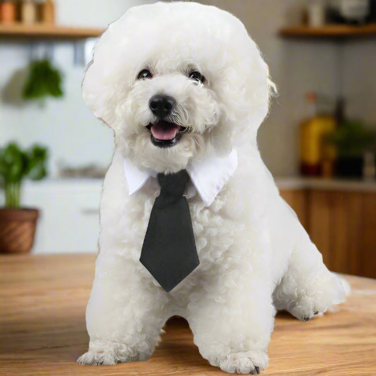 Gentleman Pet Tie