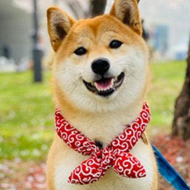 Karakusa Bandana